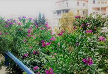Φυτέψτε στο μπαλκόνι σας – Δημιουργήστε τον δικό σας μικρό παράδεισο