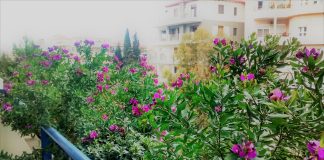 Φυτέψτε στο μπαλκόνι σας – Δημιουργήστε τον δικό σας μικρό παράδεισο