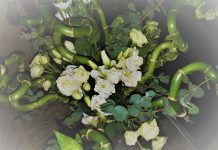Νέα τάση στα lucky bamboo