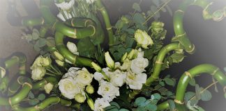 Νέα τάση στα lucky bamboo