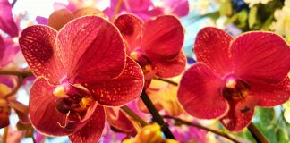 Ορχιδέα Phalaenopsis