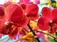 Ορχιδέα Phalaenopsis