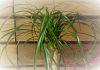 Μπουκαρνέα, ένα όμορφο φυτό για το σπίτι σας