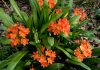 Clivia miniata, η αγαπημένη των Ισχυρών