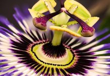 Passiflora ή αλλιώς… ρολογιά