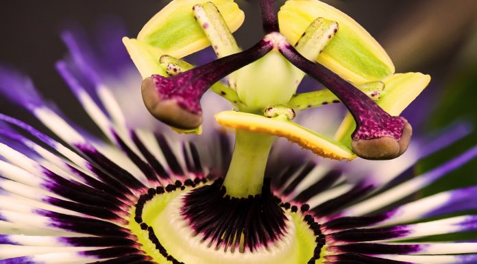 Passiflora ή αλλιώς… ρολογιά