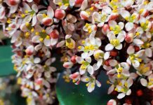 Skimmia japonica, όμορφη όλες τις εποχές