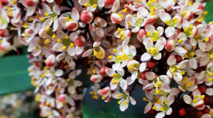 Skimmia japonica, όμορφη όλες τις εποχές
