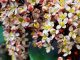 Skimmia japonica, όμορφη όλες τις εποχές