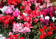 Κυκλάμινο για τον Χειμώνα